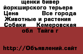 щенки бивер йоркширского терьера › Цена ­ 8 000 - Все города Животные и растения » Собаки   . Кемеровская обл.,Тайга г.